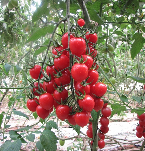 Cocktail Cherry tomato 853-240 p2